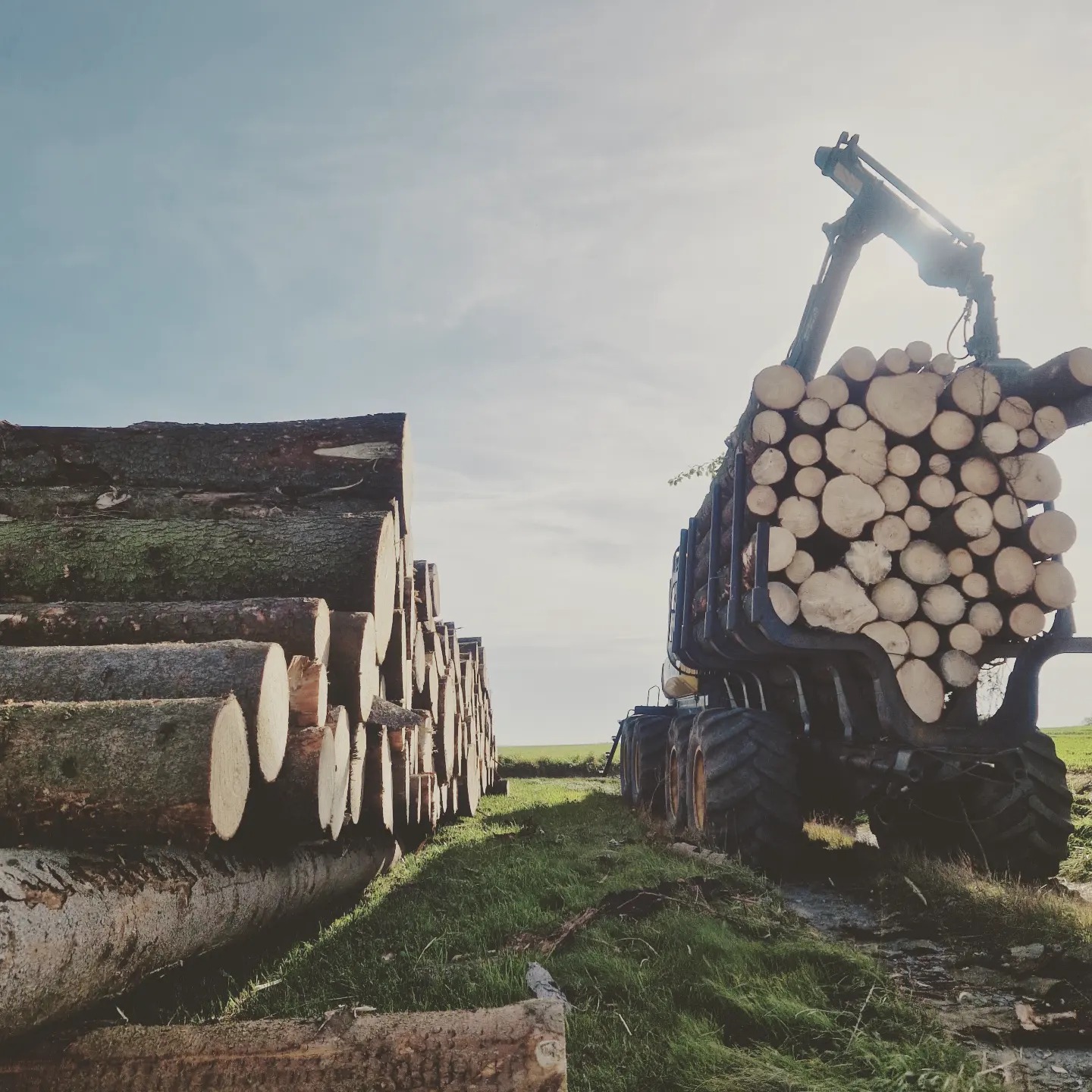 Holzernte und Holzbringung mit unserer Maschinen
